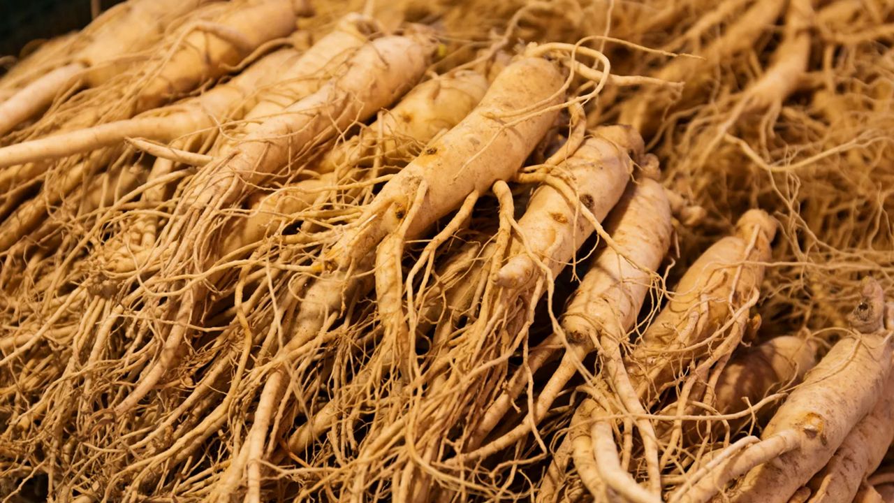 Ginseng root