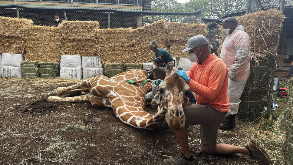 Squirt wakes up after undergoing simultaneous treatments for chronic hoof and limb issues. (Photo courtesy of Honolulu Zoo)