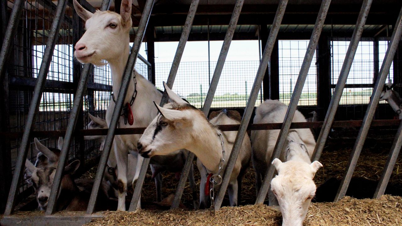 Changes to raw milk law causes issue for some farmers - Vimarsana News
