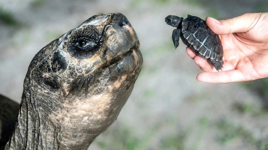 En esta imagen proporcionada por el Zoológico de Miami, Goliat, una tortuga de Galápagos, conoce a su primera cría.