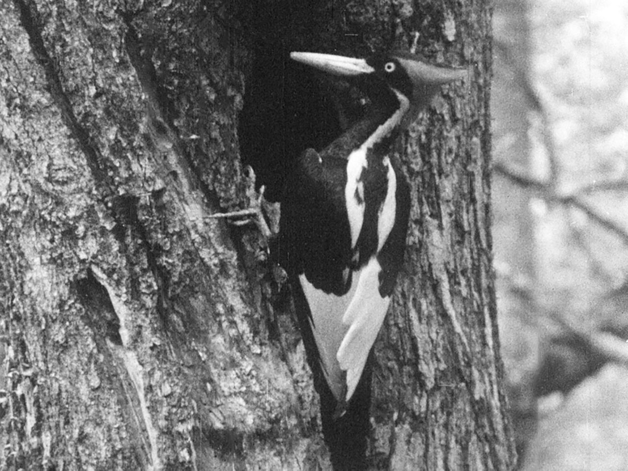 Us Says Ivory Billed Woodpecker 22 Other Species Extinct 