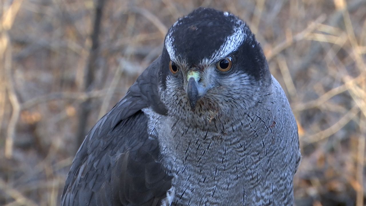 Falconry hunting alive and well in Wisconsin