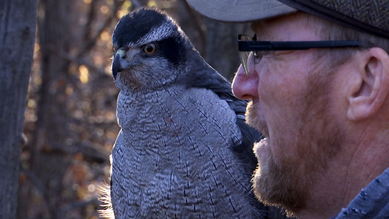 Falconry hunting alive and well in Wisconsin