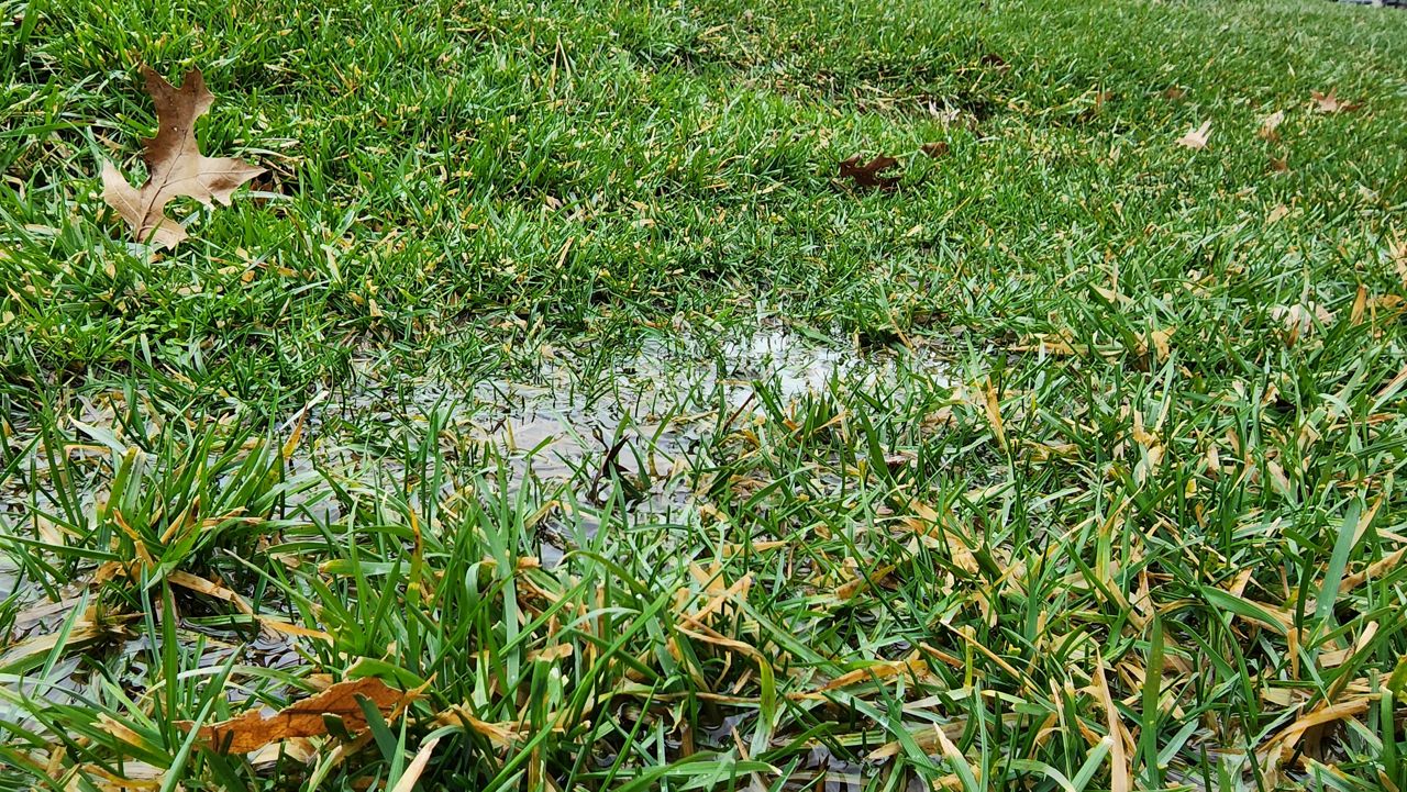 Wet Grass
