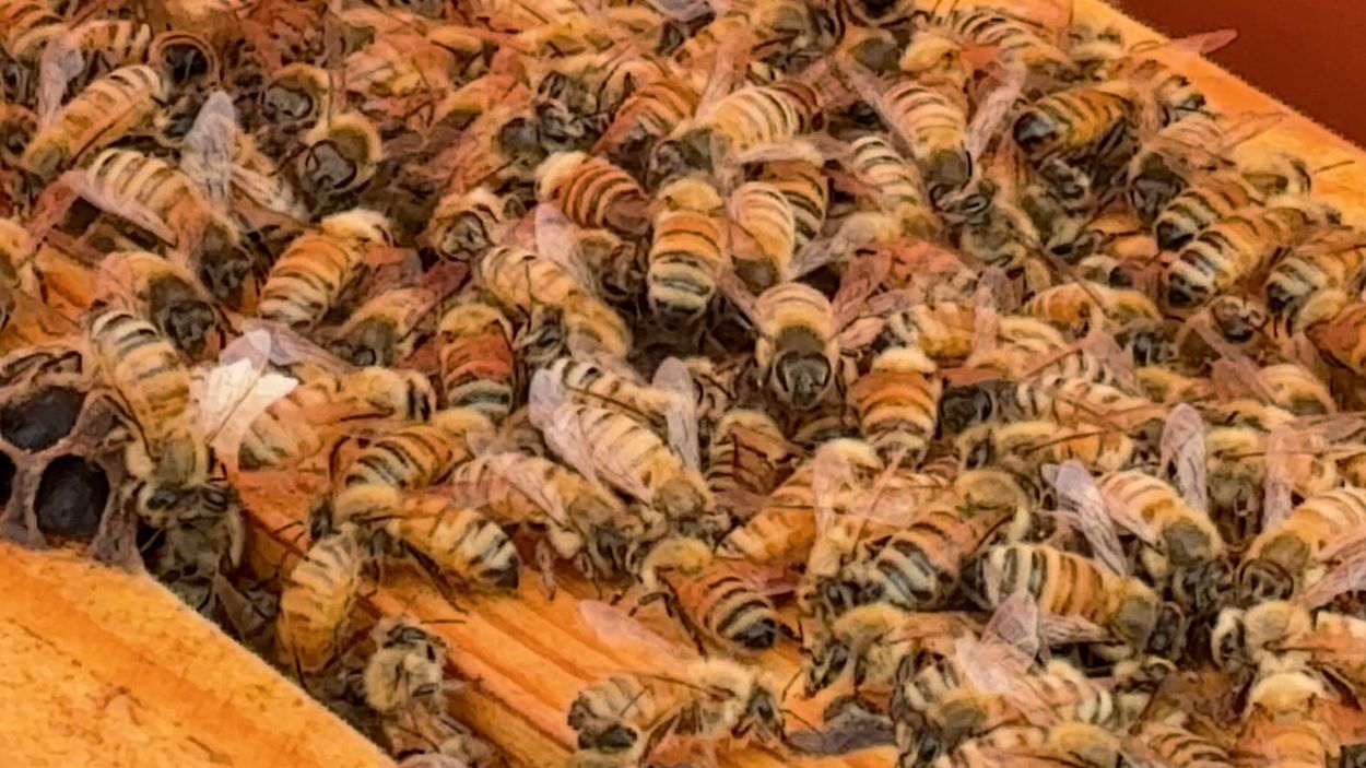 Great Lakes Bee Company Bee Pick-Up Day 2026