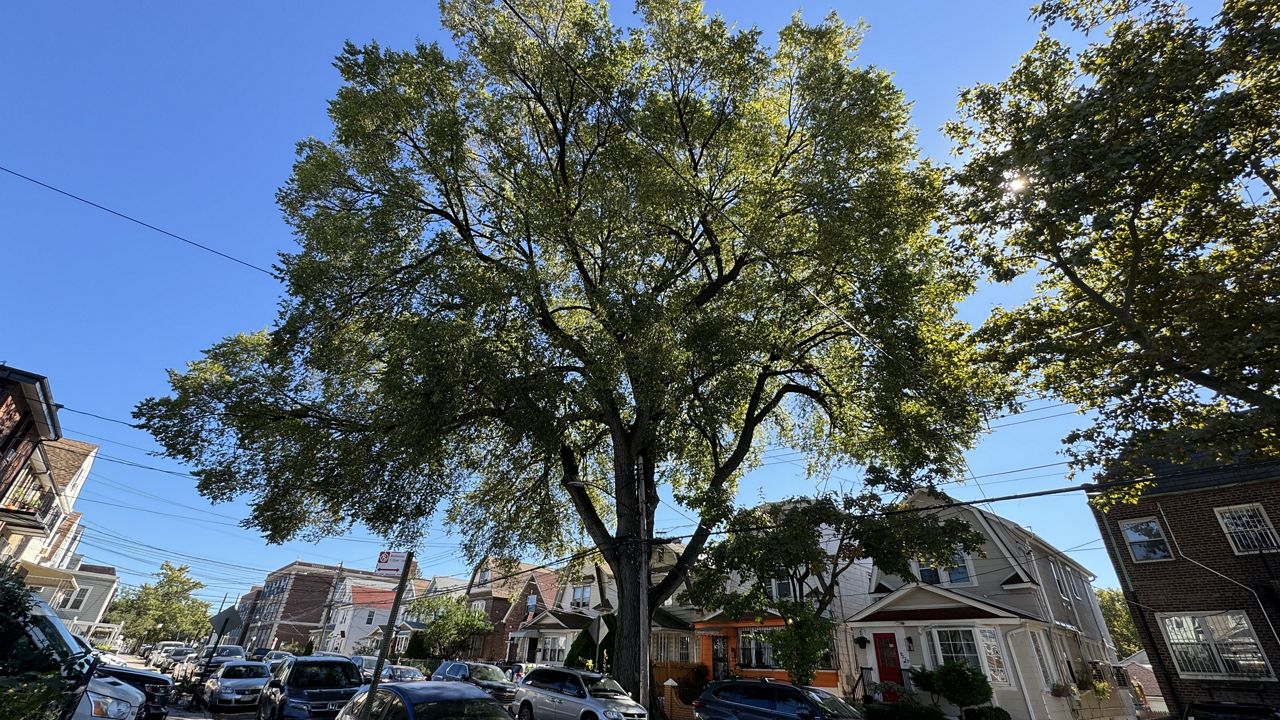 NYC Parks updates ‘Great Trees’ list for first time in nearly four decades