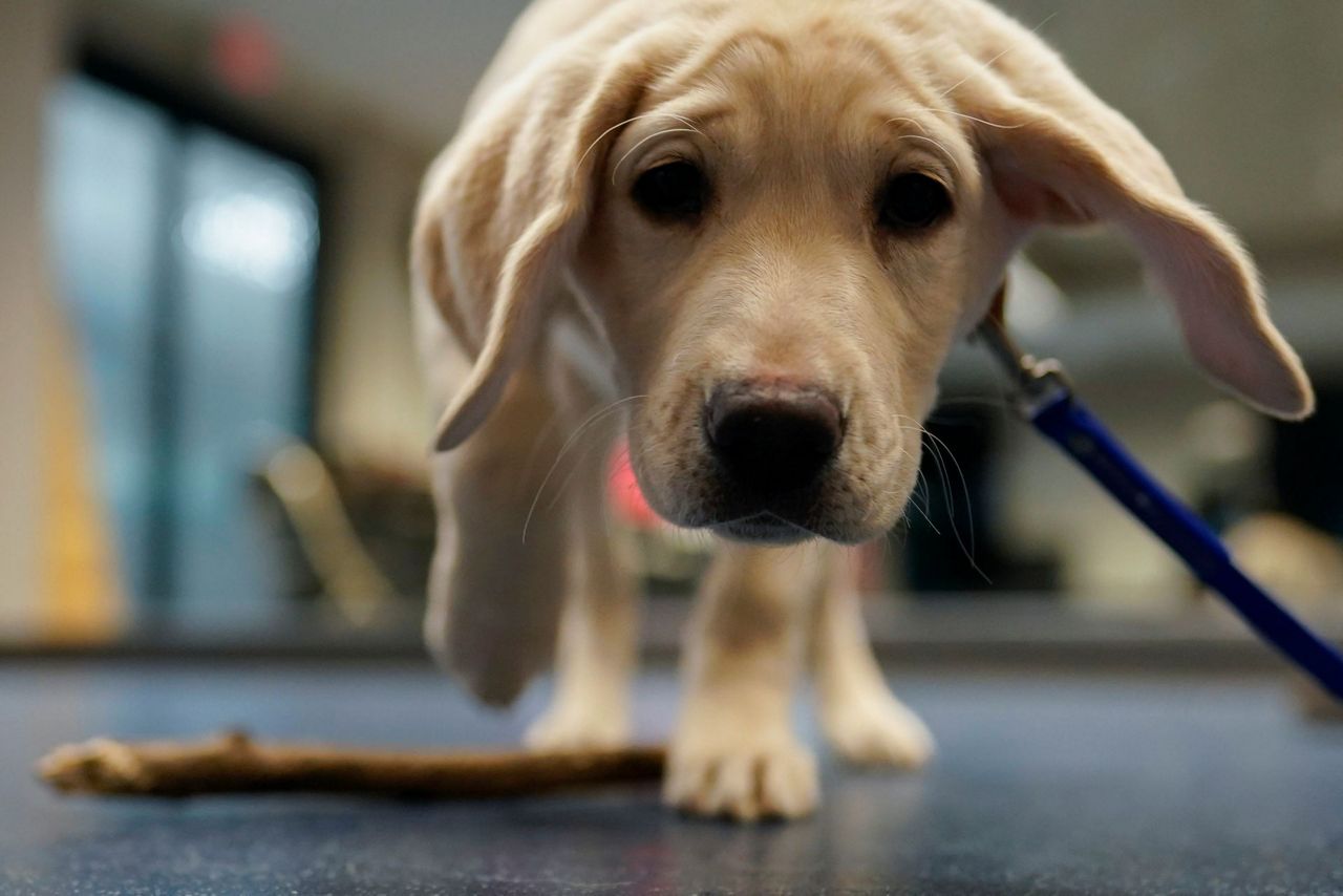 how do you become a guide dog for the blind trainer