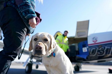 how do you become a guide dog for the blind trainer