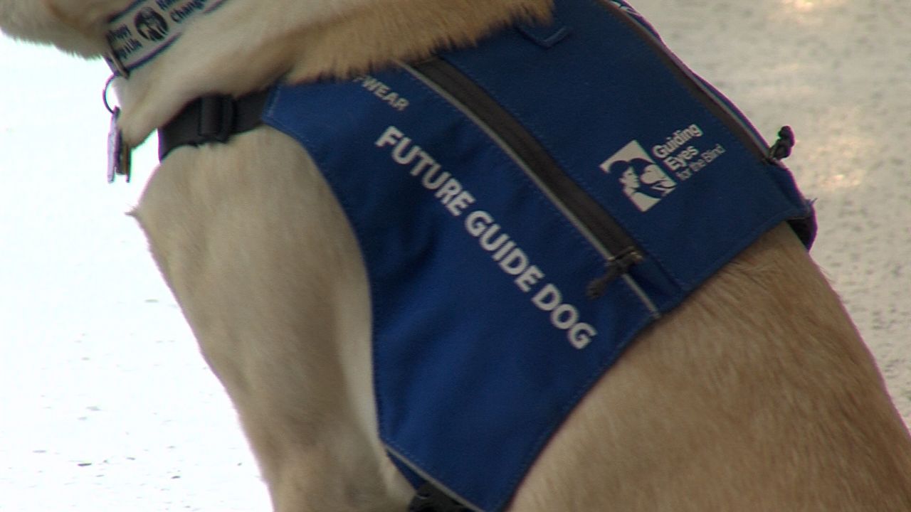 A group of puppies training to become guide dogs for the nonprofit 'Guiding Eyes for the Blind', were at the airport Friday. (Shaun Grady/Spectrum News 1)