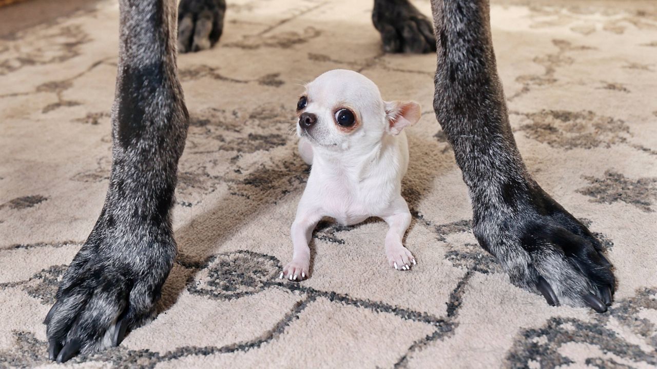 This photo provided by Guinness World Records shows Pearl, the world's shortest living dog, standing under Reginald, the world's tallest living dog, both certified by Guinness World Records, during a play date in Idaho Falls, Idaho, on April 5, 2025. (Natalie Behring/Guinness World Records via AP)