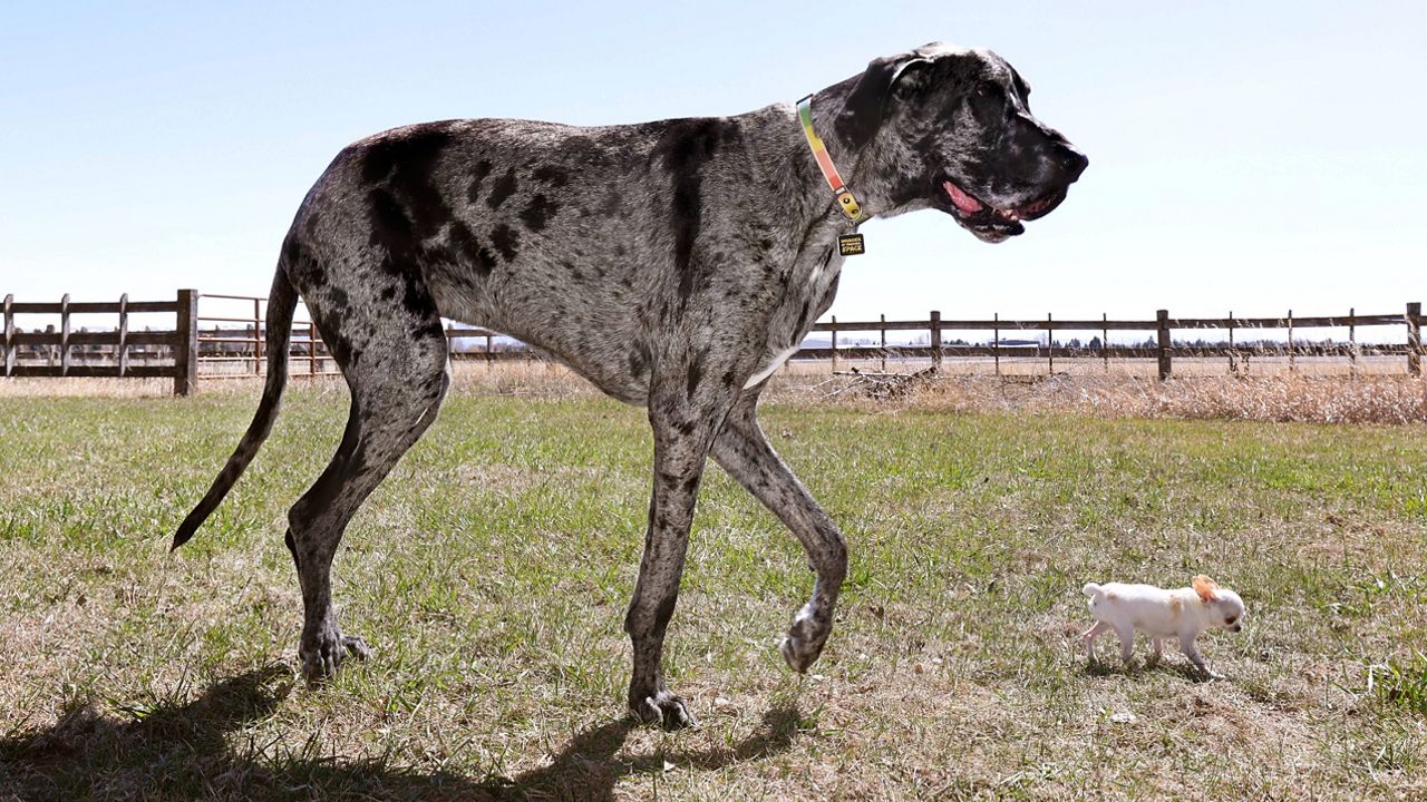 This photo provided by Guinness World Records shows Reginald, the world's tallest living dog as certified by Guinness World Records, during a play date in Idaho Falls, Idaho, with the world's smallest living dog, on April 5, 2025. (Natalie Behring/Guinness World Records via AP)