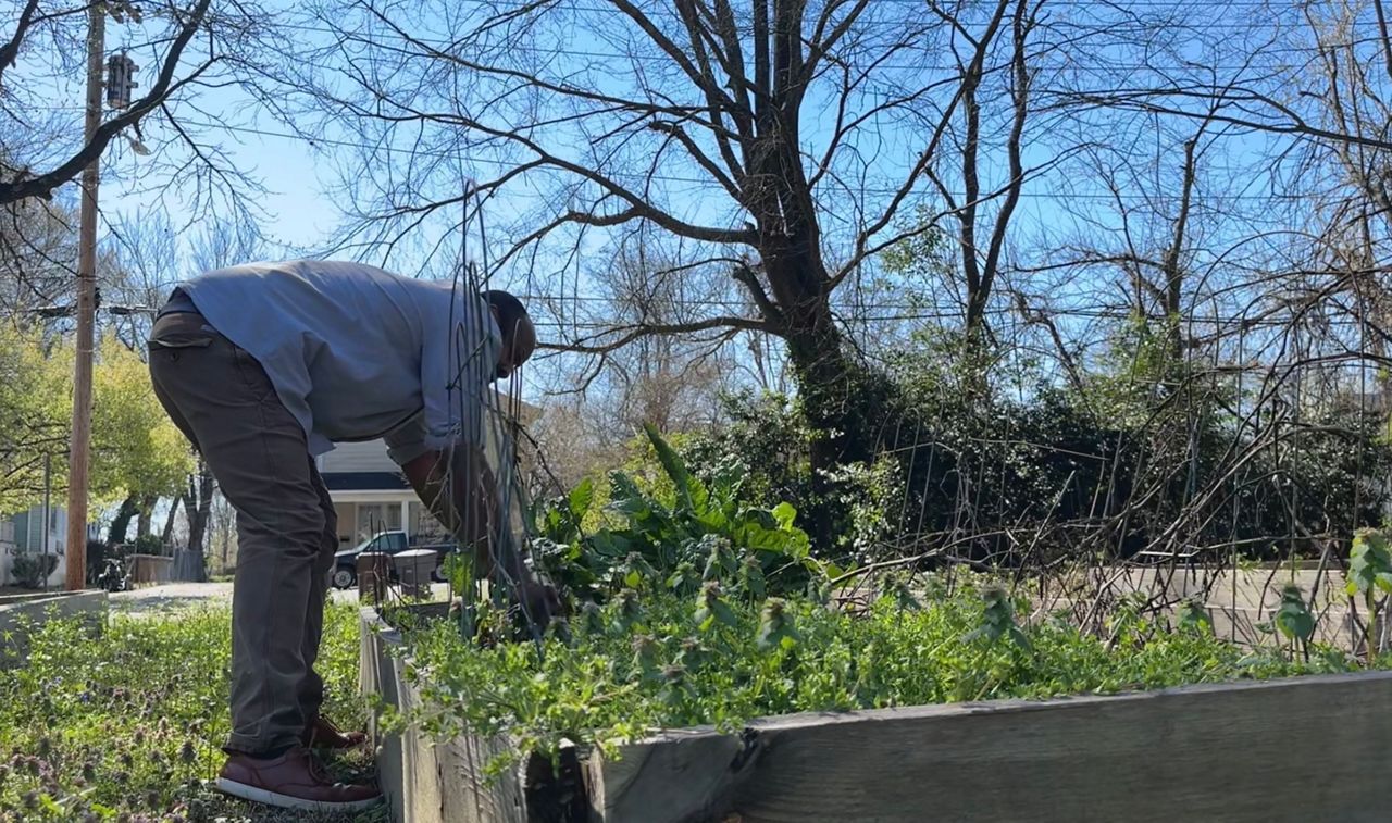 Corey Higgins looking at produce in THP's community garden.
