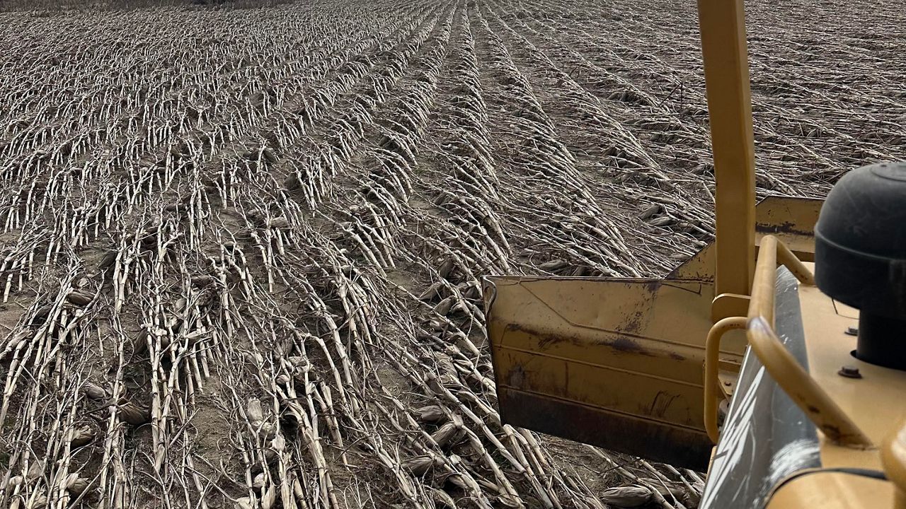 Damage of crops from Helene at Hilltop Farms WNC LLC (Spectrum News 1/Zyneria Byrd)