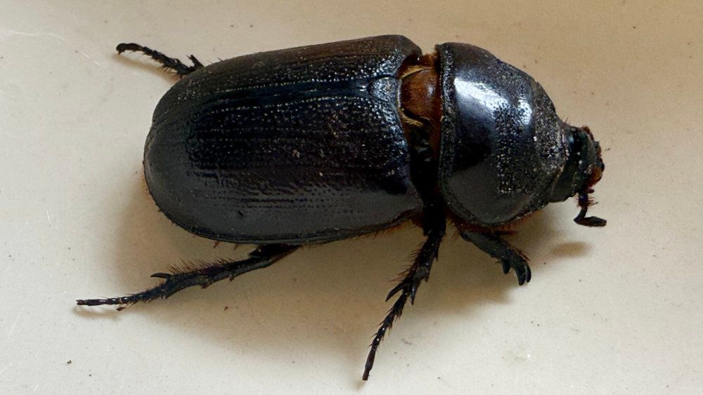 An adult coconut rhinoceros beetle. (Spectrum News/Michelle Broder Van Dyke)