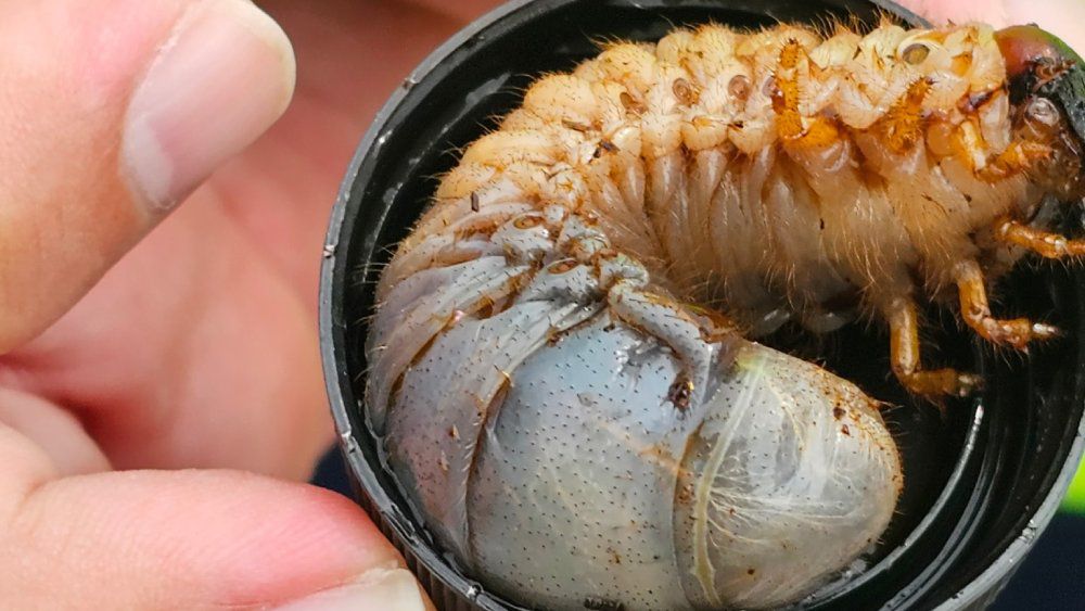 (Photo courtesy of Big Island Invasive Species Committee)