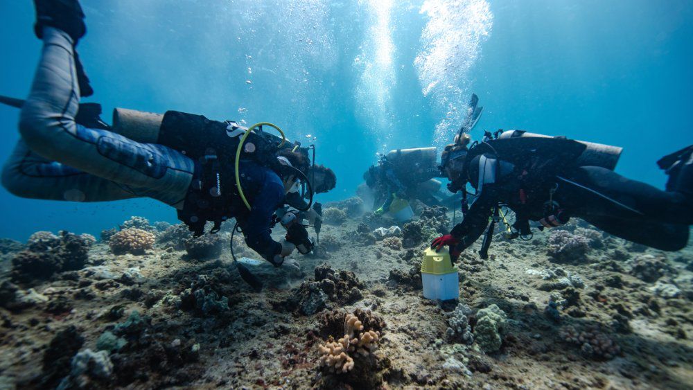 On Monday, six divers and two snorkelers replanted coral that had been severely damaged by the 