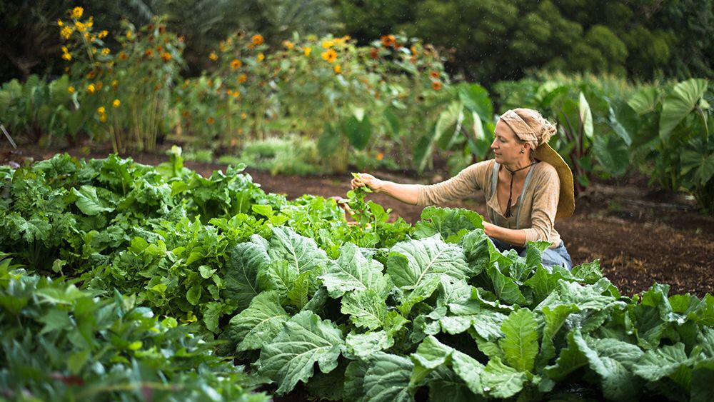 The AgriBusiness Development Corporation worked with various partners to place houseless individuals in Wahiawa in shelters or reunite them with loved ones in order to open the way for local farmers to move onto ADC lands and begin producing food for the community. (Getty Images/Kjell Linder)