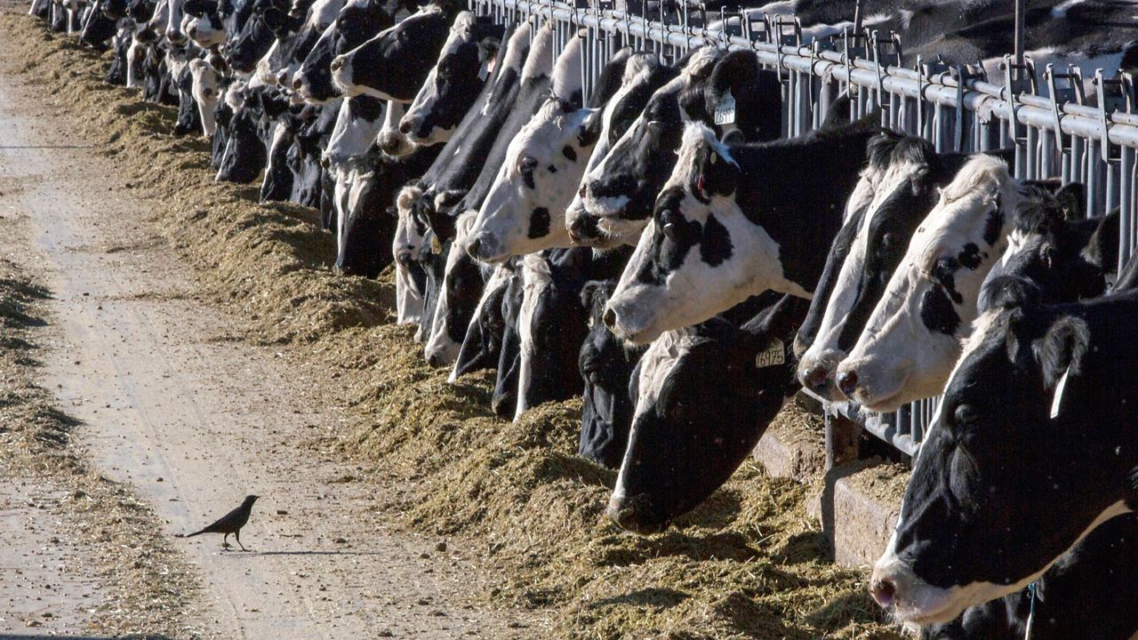 There have been 21 confirmed cases of highly pathogenic avian influenze in cattle so far this year. (Associated Press/Rodrigo Abd, file)