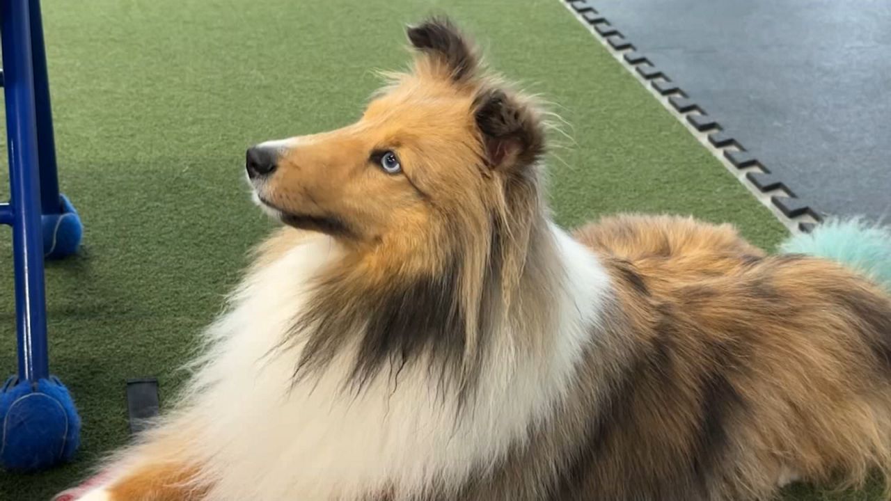 good dog sits