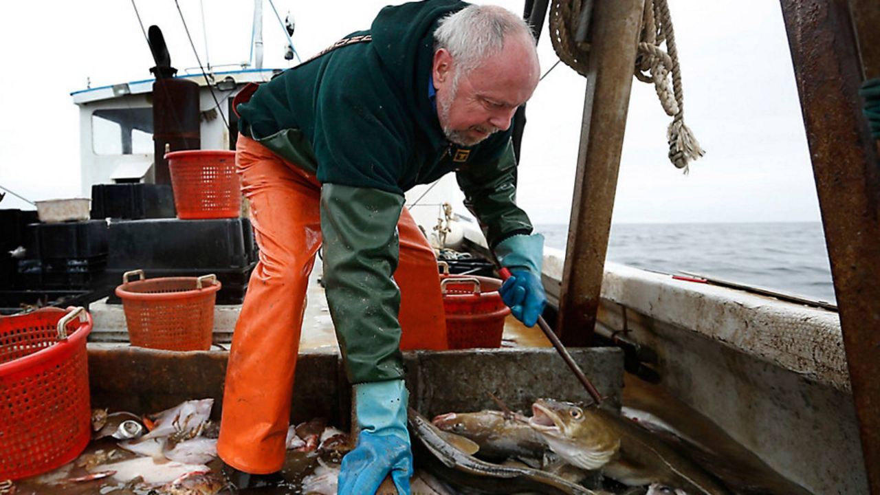 Haddock is in decline off New England, regulators say