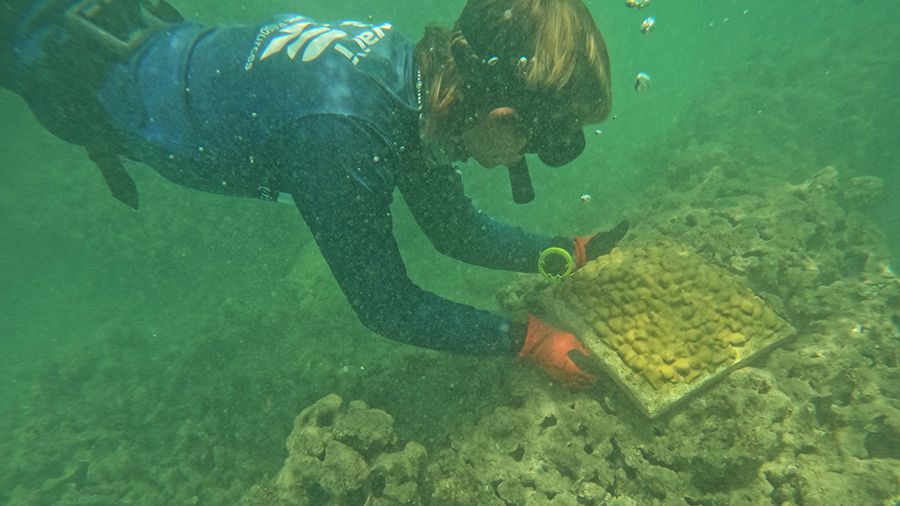 A diver from DAR places the endemic brown lobe coral into Hanauma Bay to help restore coral. (Photo courtesy of the Department of Land and Natural Resources)
