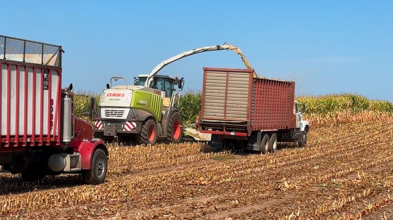 Crews from Baudhuin's Grandview Dairy started harvesting corn for silage near Luxemburg, Wisconsin, Monday.