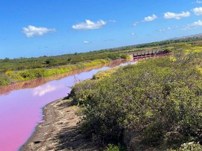 Wildlife refuge pond in Hawaii mysteriously turns bright pink