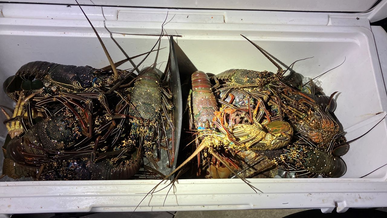 Four divers on Hawaii Island returned to Kawaihae Small Boat Harbor with 40 spiny lobsters, including 16 females. It is illegal to take female lobsters. (Photo courtesy of DLNR)