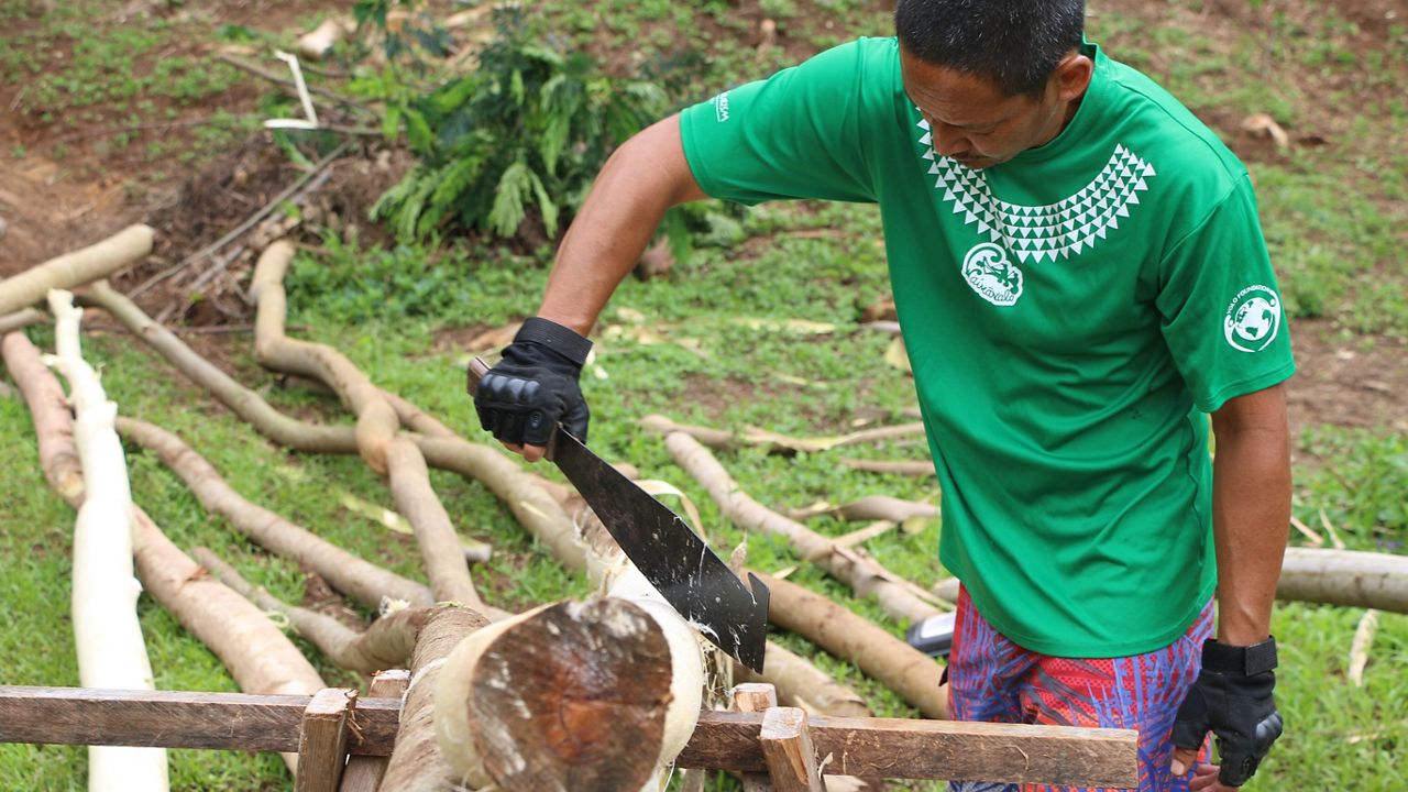 Invasive trees were harvested from the Nation of Hawaii, also known as Puʻuhonua O Waimanalo, to make 28 hale for the 13th Festival of Pacific Arts and Culture. (Photo courtesy of DLNR)