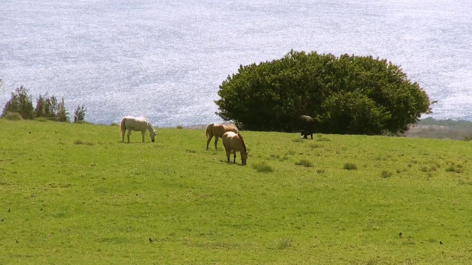 Improvements to Upolu Well will finally bring back a reliable water source to the North Kohala agricultural community. (Courtesy Hawaii DLNR)