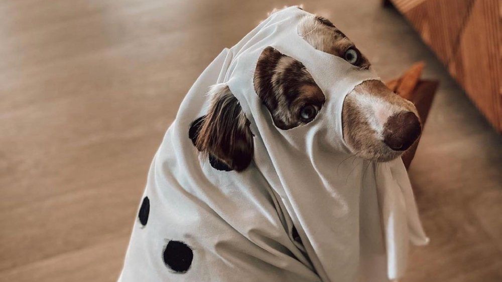 Bring your canine companion dressed in his or her Howl-o-ween best to join a birthday day paw-ty for The Surfjack Hotel & Swim Club’s resident pup on Oct. 19. (Photo courtesy The Surfjack Hotel & Swim Club)