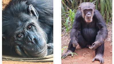 Chimpanzees Kumi and Kibale at the Honolulu Zoo (Photo courtesy of the City and County of Honolulu)