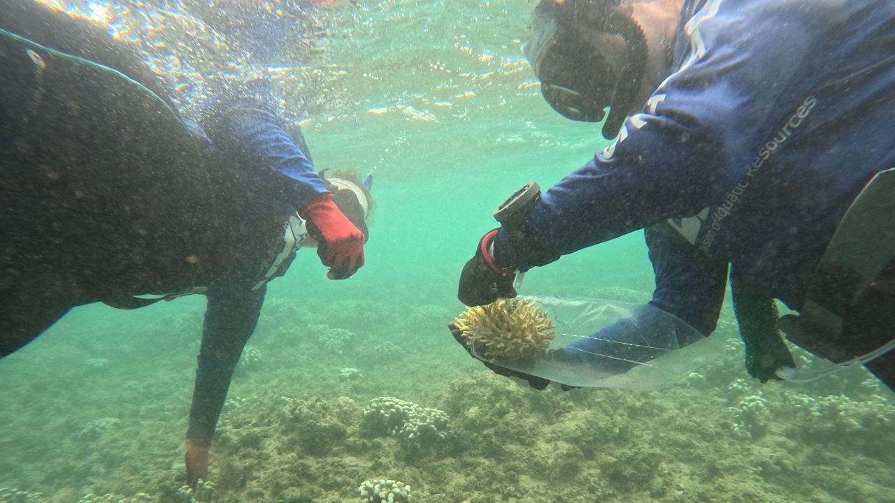 Crews with DLNR's Division of Aquatic Services remove non-native coral at ʻAnini Bay on Kauai. (Photo courtesy of DLNR)