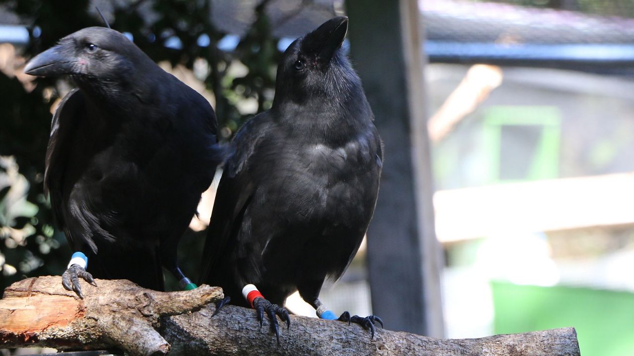 A pair of ʻalalā, also known as Hawaiian crow. (Photo courtesy of the Department of Land and Natural Resources)