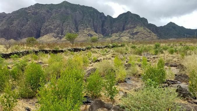 The project will provide plant materials for projects like this green firebreak being established by the Waianae Mountain Watershed Partnership (Photo courtesy of Yumi Miyata)