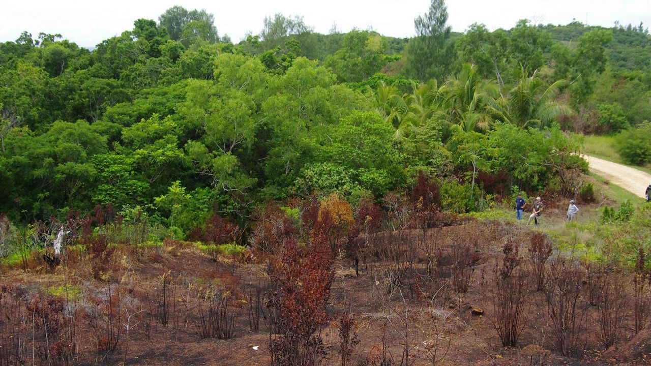 Burnt savanna on Babeldaob, the largest island in Palau. (Photo courtesy of the University of Hawaii)