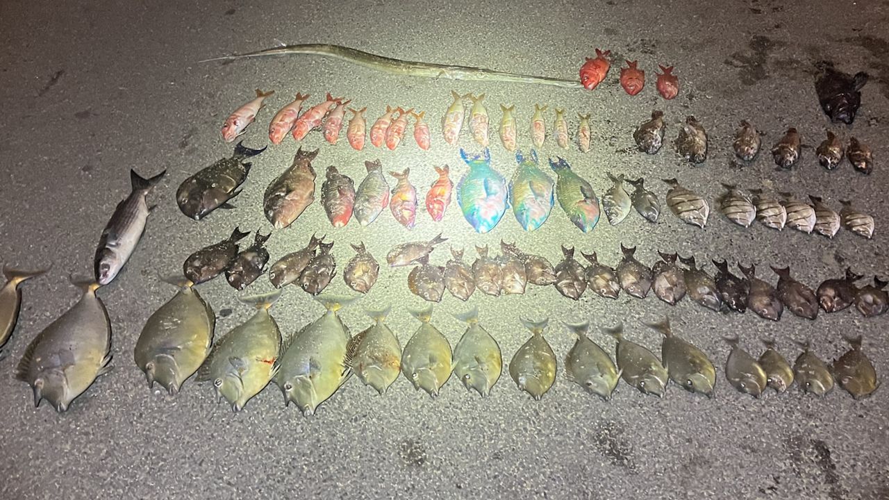 A DOCARE officer discovered Jeffrey Moufa with 73 fish in the backseat of his car. (Photo courtesy of DLNR)