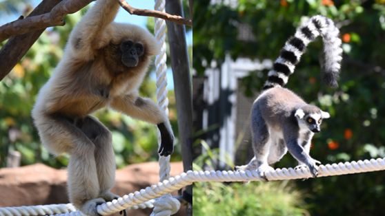 The Honolulu Zoo’s lar gibbon and ring-tailed lemurs enjoying their newly renovated habitats (Getty Images)