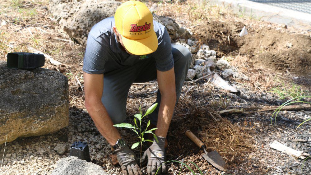 Numerous events invite volunteers to join the effort to minimize invasive species and promote native species. (Photo courtesy of Hawaii Department of Land and Natural Resources)