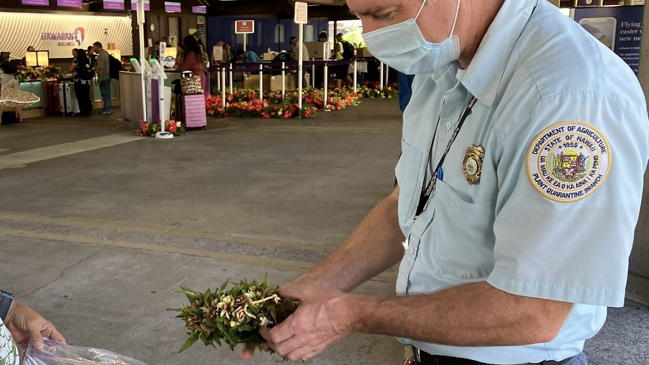 Hilo PQB inspector, Bernard Rocha, intercepting ʻōhiʻa at Hilo International Airport in 2023. (Photo courtesy of the Hawaii Department of Agriculture)