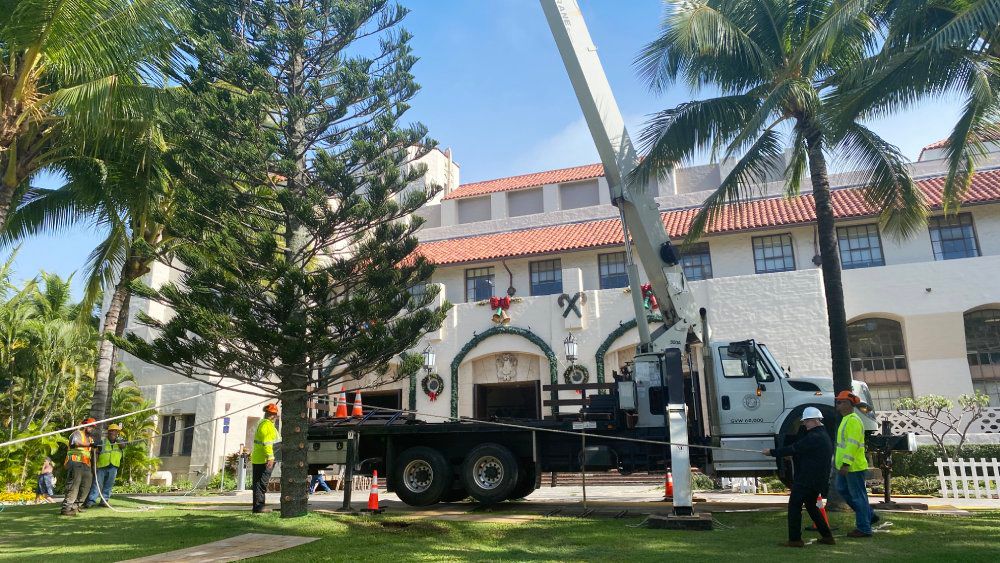 Mayor Rick Blangiardi, at right in black jacket and white hard hat, lends a hand to place the 55-foot tree in position. (Spectrum News/Sarah Yamanaka)