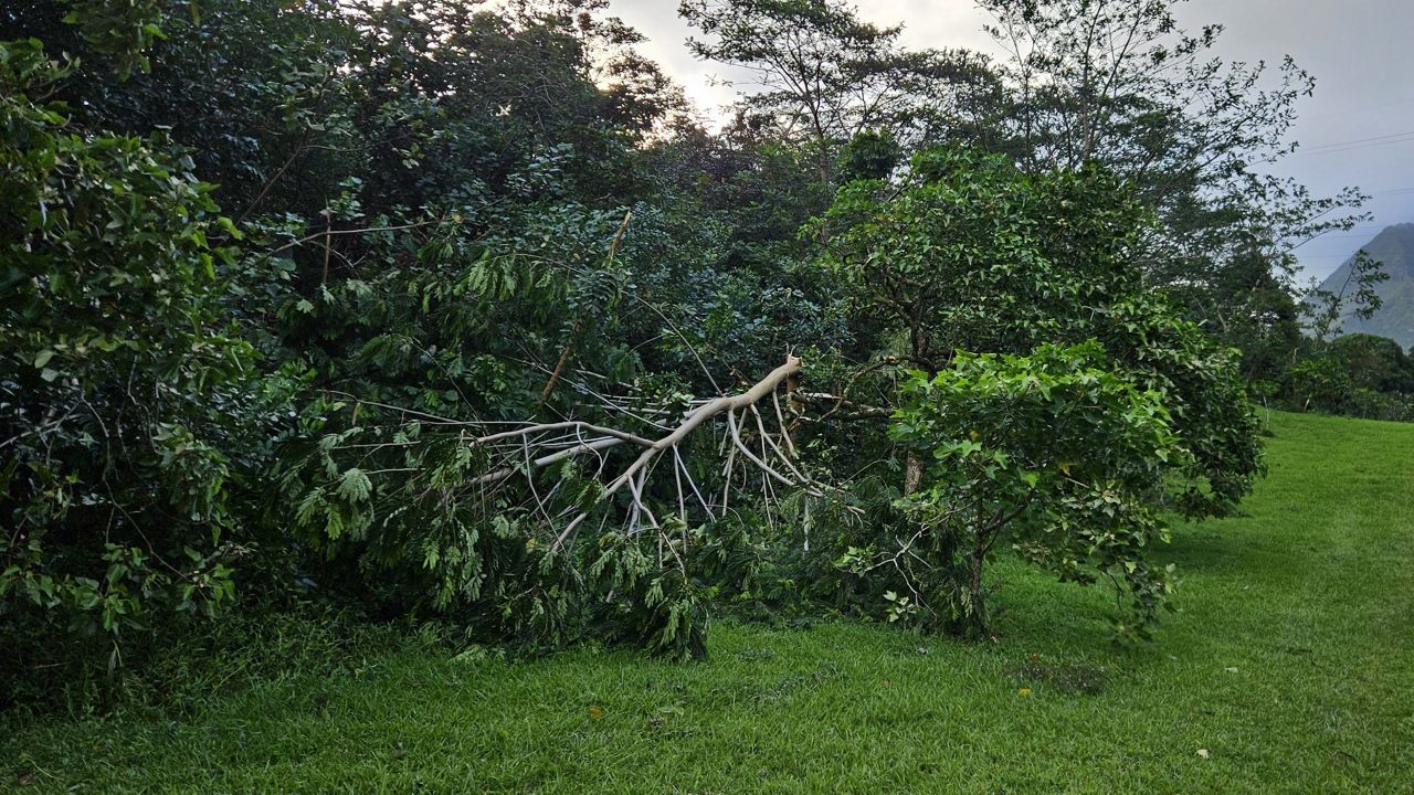 Strong winds cause power outages, tree damage across Hawaii