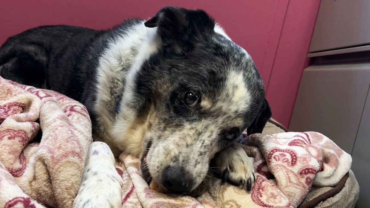 Kennel space is so limited that Hope, a sweet 10-year-old Australian Cattle Dog surrendered as a result of the Lahaina fires, is residing in a staff office. (Photo courtesy of Maui Humane Society)
