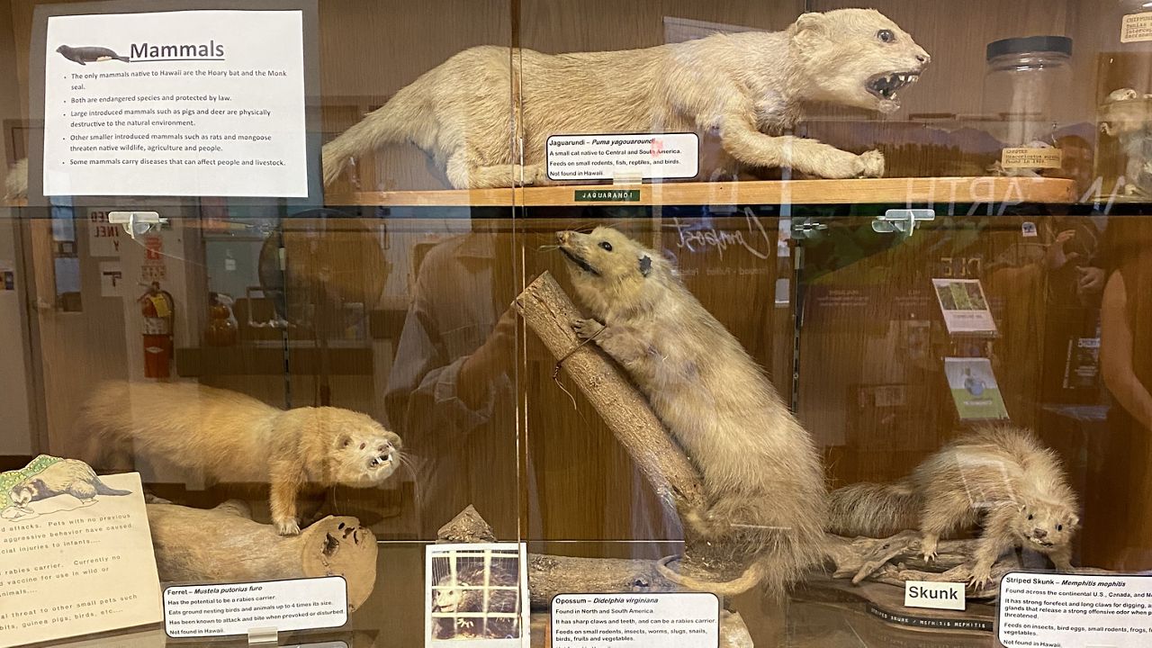 Taxidermy mammals, which are illegal to own in Hawaii, on display at a Hawaii Department of Agriculture event in 2023. (Michelle Broder Van Dyke/Spectrum News)