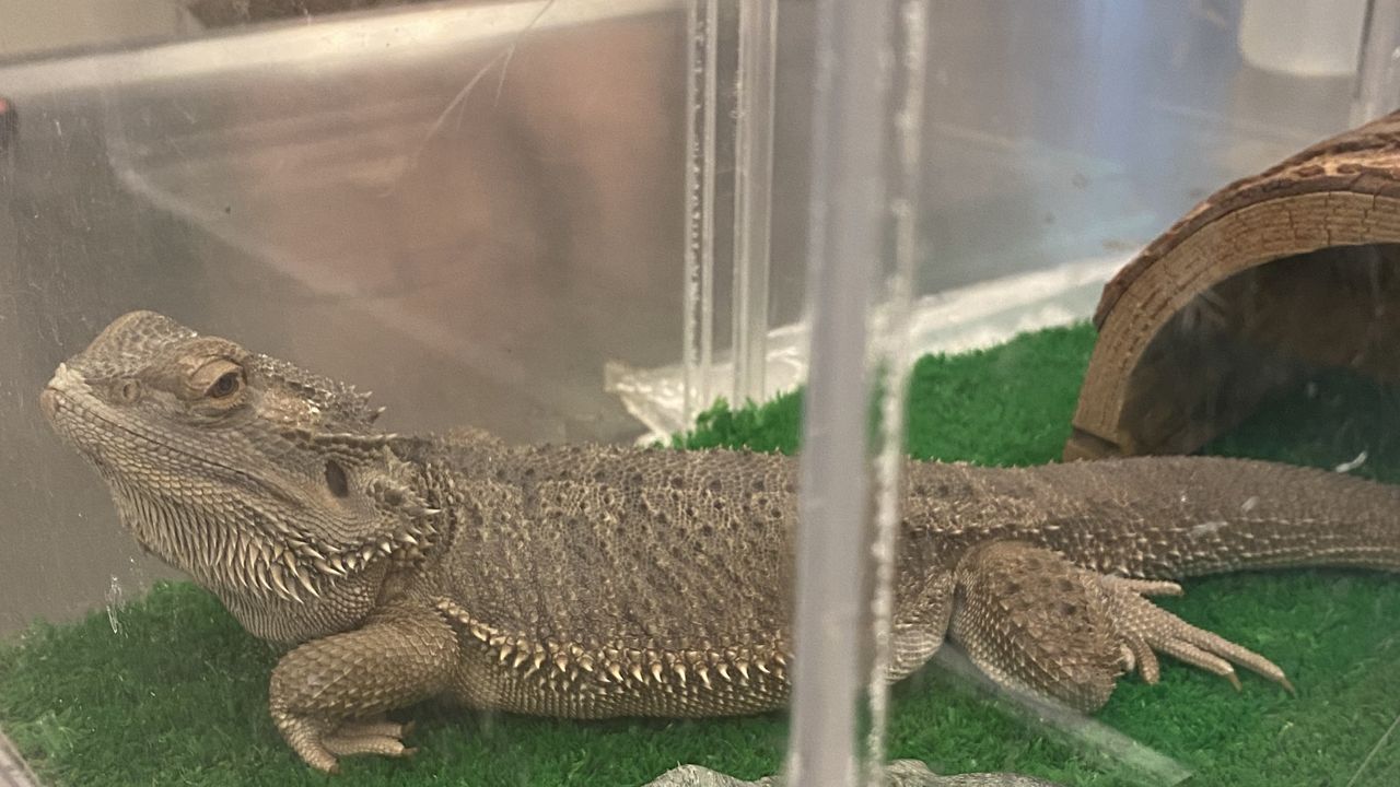 A Kona bearded dragon, which is native to central Australia and illegal to own in Hawaii, on display at a Hawaii Department of Agriculture event in 2023. (Michelle Broder Van Dyke/Spectrum News)