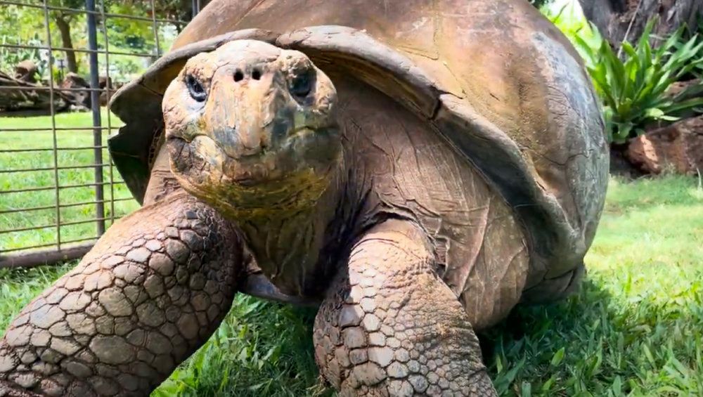 Jaws, a male Galapagos tortoise, is the eldest statesman of the two candidates. (Image courtesy of Honolulu Zoo)