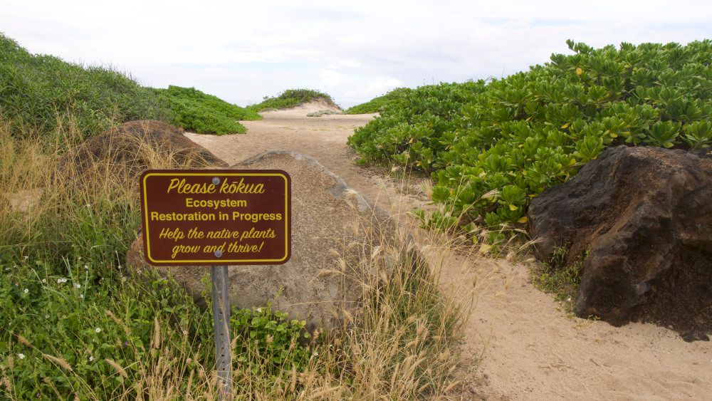 On the Mokuleia side of Kaena Point, work is being done to restore Native Hawaiian plants along the coast. (Spectrum News/Sarah Yamanaka)