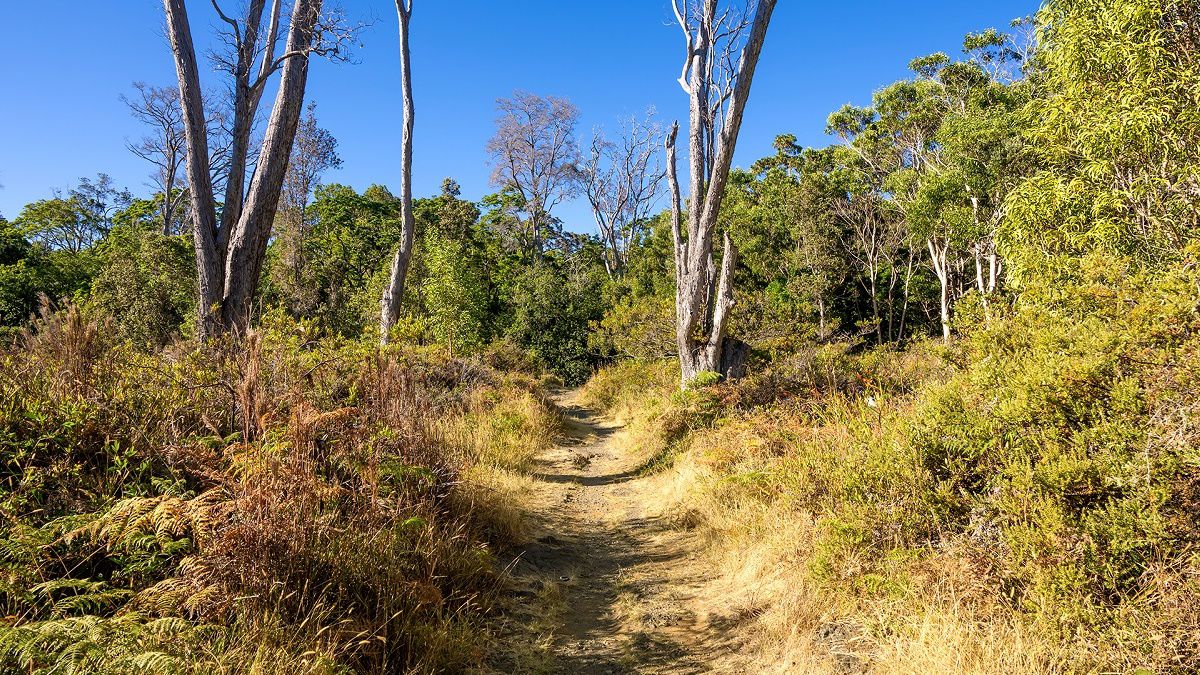 A photo of Kipukapuaulu Trail in Hawaii Volcanoes National Park reveals dry conditions. (Photo courtesy of Hawaii Volcanoes National Park/J.Wei)