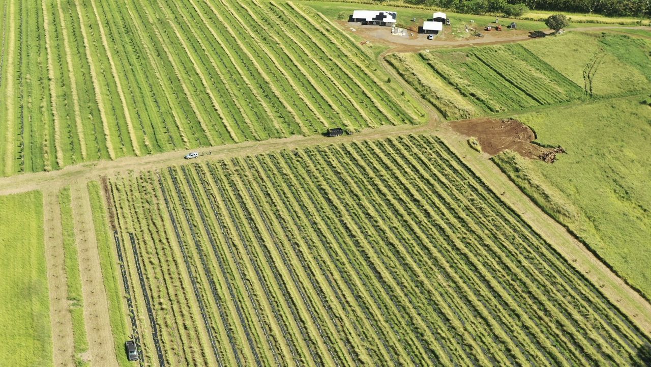 Island Harvest's Puehuehu Farm in Kohala. (Photo courtesy of HILT)