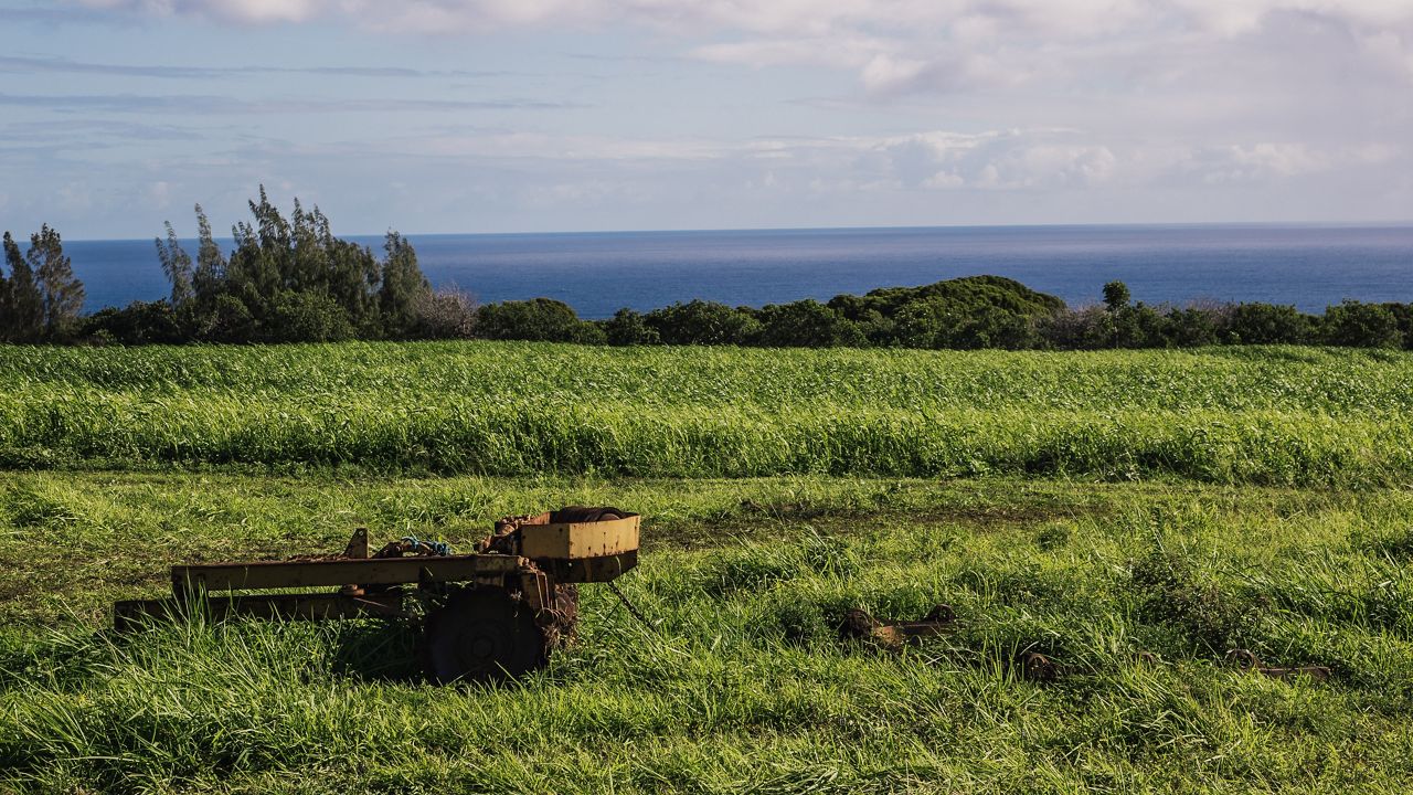 This photo shows the land before it was converted into ulu groves by Island Harvest. (Photo courtesy of Island Harvest)